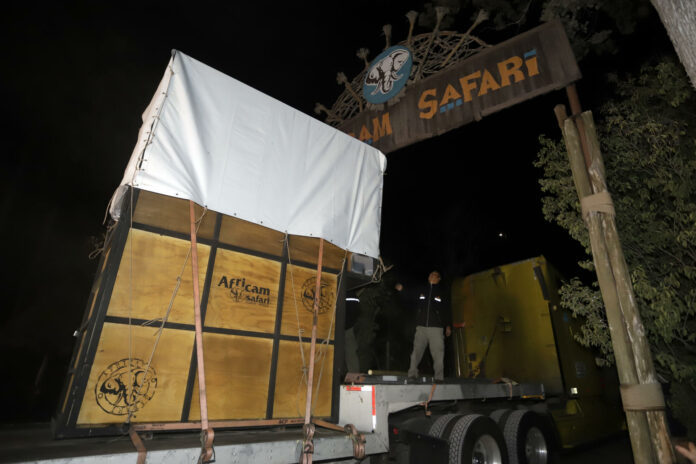 La jirafa Benito llega a un zoológico en México tras vivir maltratada