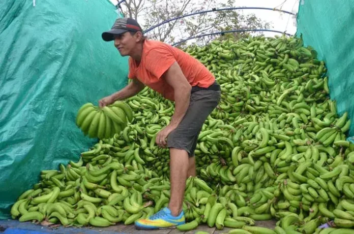 Guineo verde fue el segundo producto más subió en diciembre