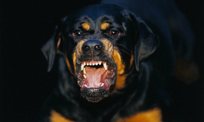 Joven de 21 años es asesinado por sus cinco perros rottweiler