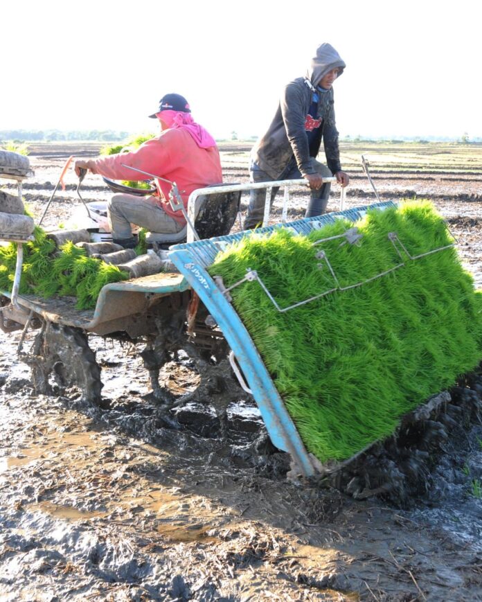 Luz de esperanza para el sector arrocero del país