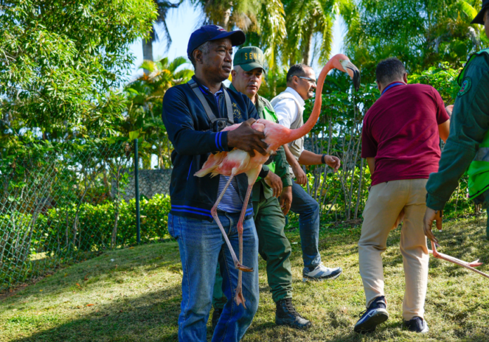Medio Ambiente rescata siete flamencos en alojamiento turístico de Puerto Plata 