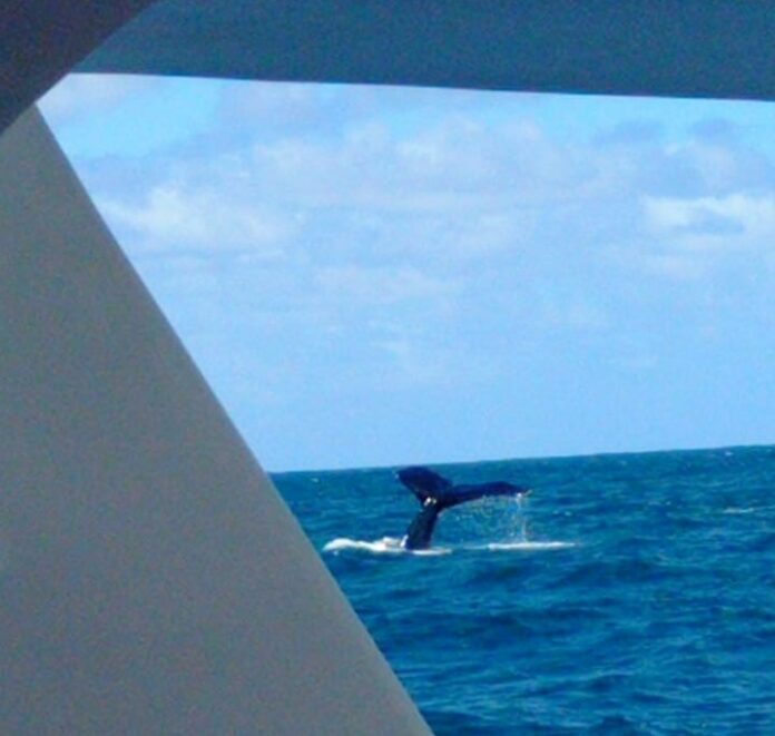 Ministro de Medio Ambiente exhorta a la población a visitar Ballenas Jorobadas