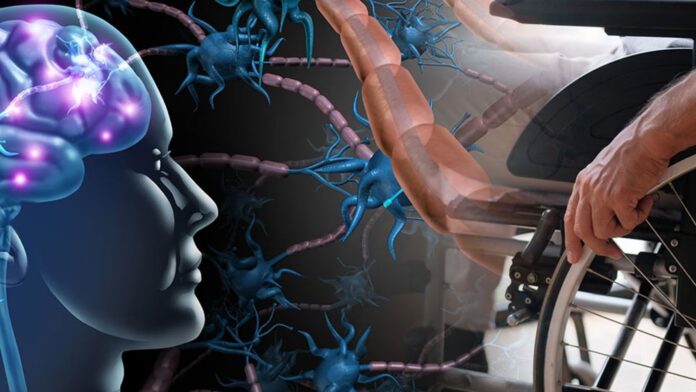 Revelan la función de una sinapsis cerebral que puede ser útil contra esclerosis y cáncer