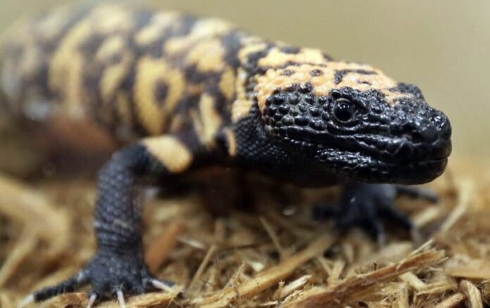 Hombre muere tras ser mordido por su mascota: un monstruo de Gila