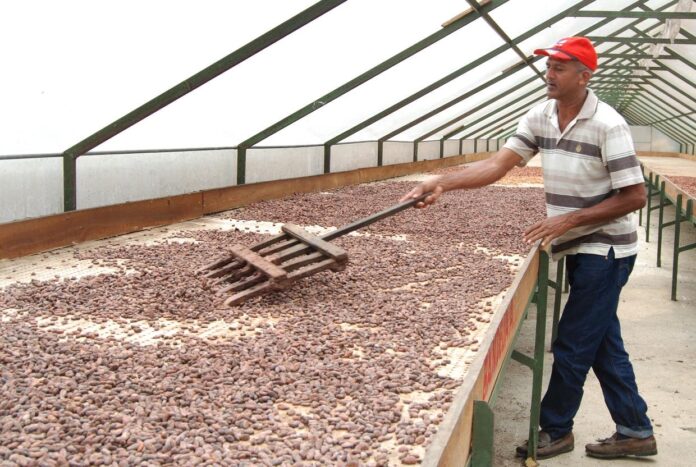 ICCO dice cacao RD es Fino y de Aroma de origen
