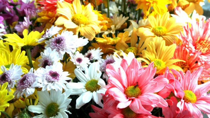 No todas las flores serán bienvenidas en EE.UU. por el día de las madres