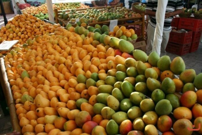 ¡Mango dominicano en auge! Exportaciones se disparan un 30%