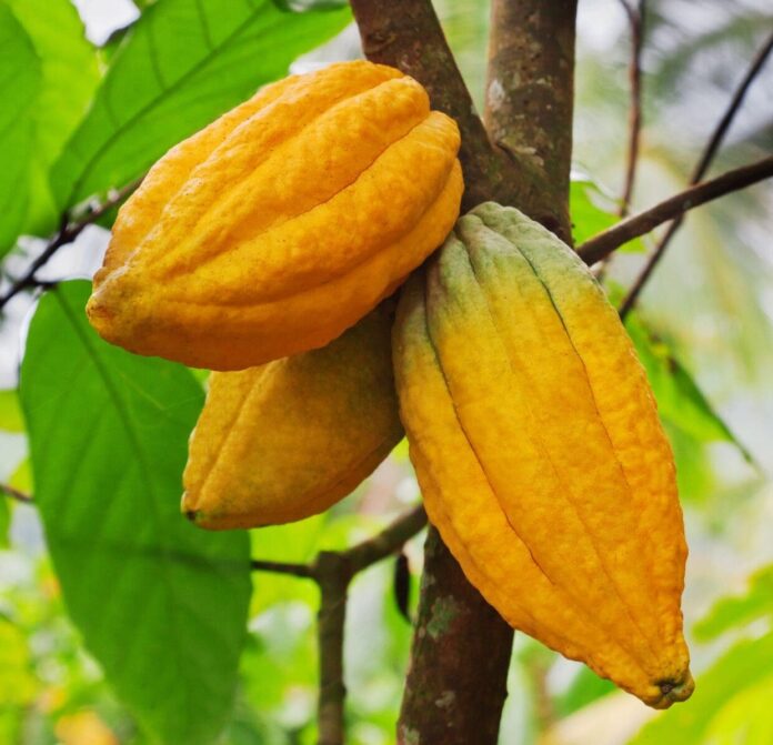 Experto propone iniciativas para el futuro agrícola de la RD