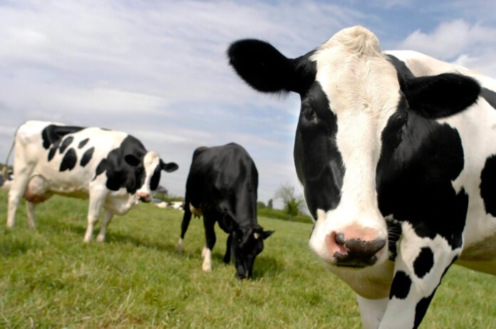 Pondrán un impuesto a vacas y cerdos por las emisiones en flatulencias