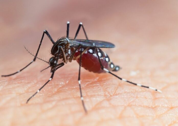 EE.UU. alerta de amenaza de dengue en el país tras dispararse los casos en el mundo