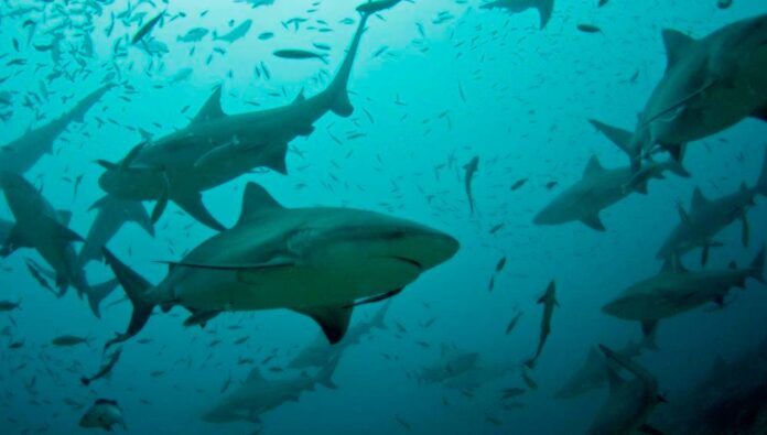 Expertos evaluarán si debe prohibirse comercio de varias especies de tiburones y felinos