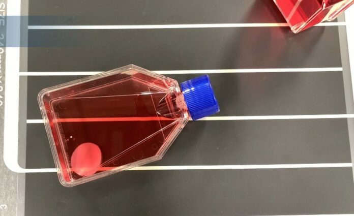 Láminas de células creadas en Japón podrían regenerar corazones con insuficiencia