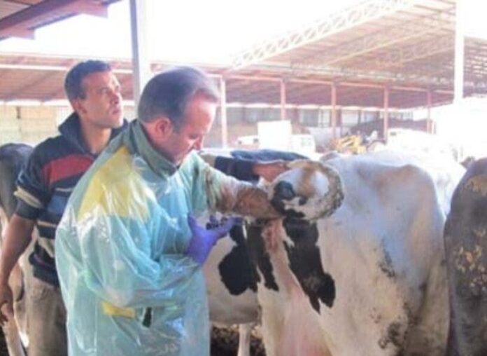 Realiza más de 22 mil inseminaciones a ganado