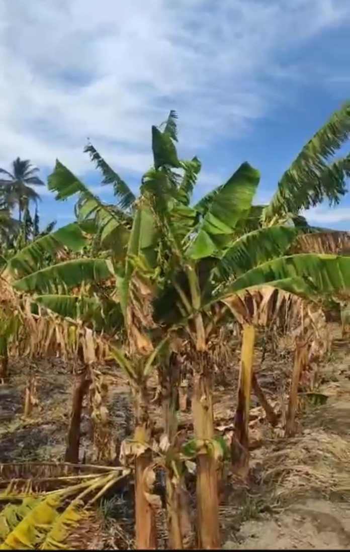 Agricultores en Barahona enfrentan crisis de producción de plátano por deficiencia en el voltaje eléctrico