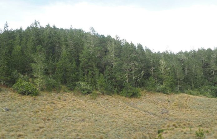 El 54% del pino criollo se ha perdido, urge conservación