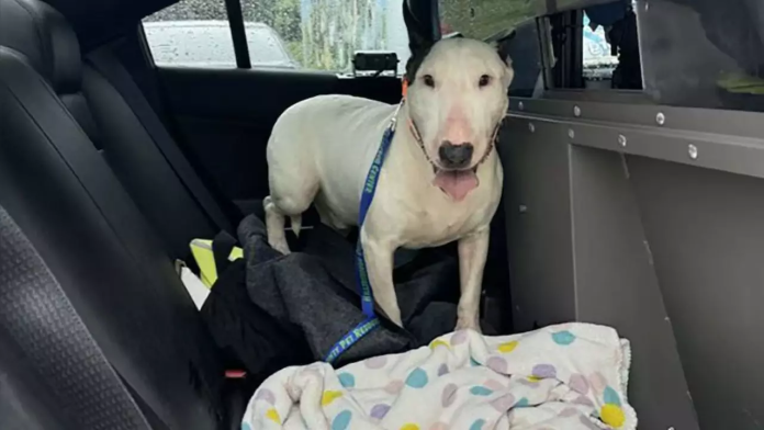 El rescate viral de un perro que fue abandonado y atado a un poste en medio del Huracán Milton