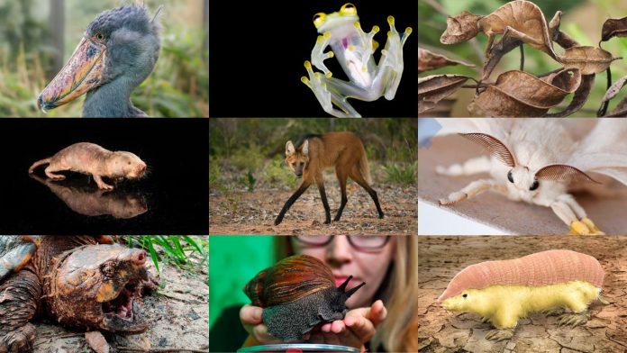 Los nueve animales más sorprendentes del mundo