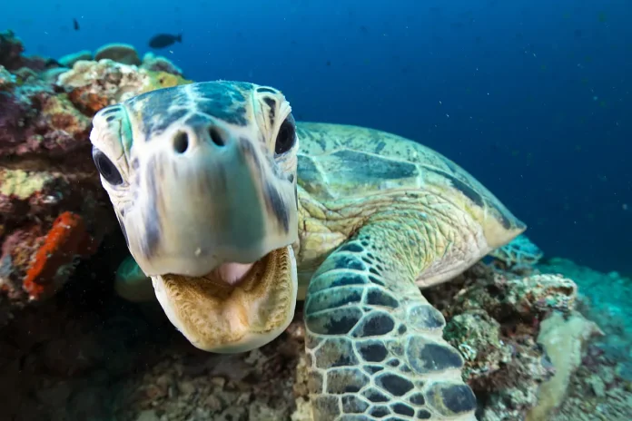 Al menos tres muertos y 32 hospitalizados por comer carne de tortuga en Filipinas