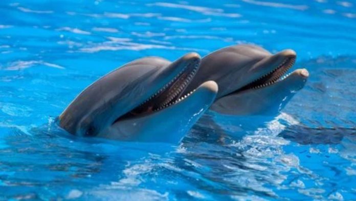 Delfines dan positivo al fentanilo