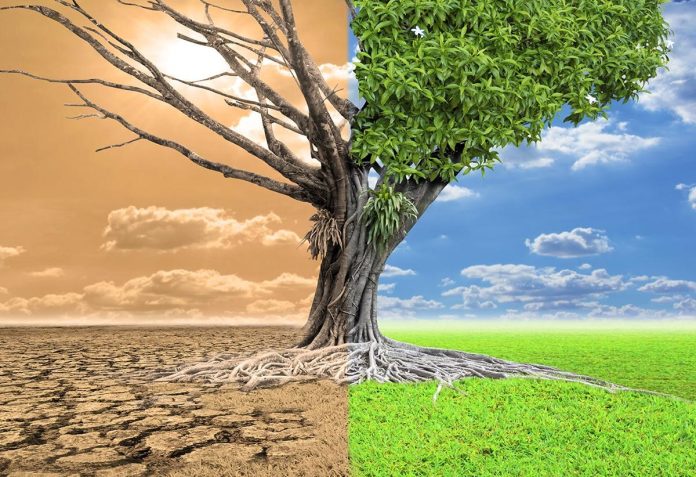 La OMS alerta de que la emergencia climática es “fundamentalmente una crisis de salud”