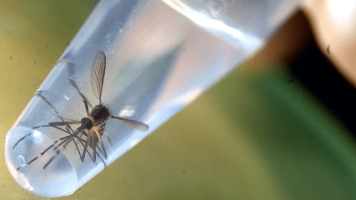 Uruguay esterilizará mosquitos para enfrentar un posible aumento del dengue en 2025