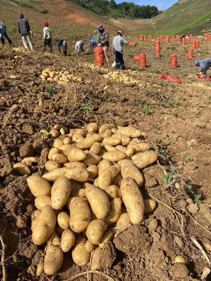 Intervienen parcela con sospecha de plaga de papas en Constanza