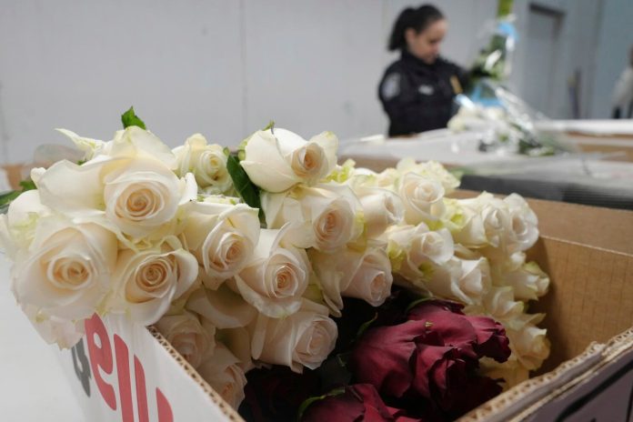 Cerca de mil millones de flores llegan a Miami para San Valentín