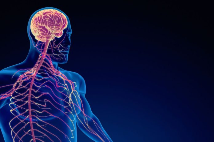 Descubren que el sistema nervioso facilita el crecimiento del cáncer de estómago