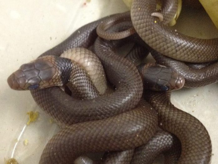 Encuentran un centenar de serpientes negras en el patio trasero de una casa en Australia