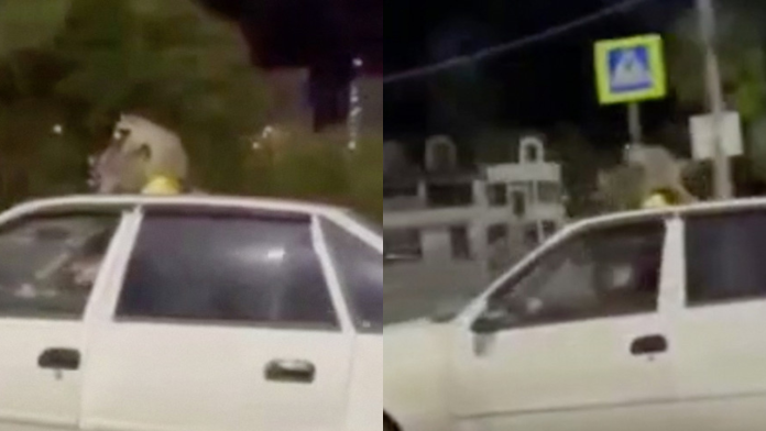 Mapaches celebran el amor en el techo de un taxi en movimiento
