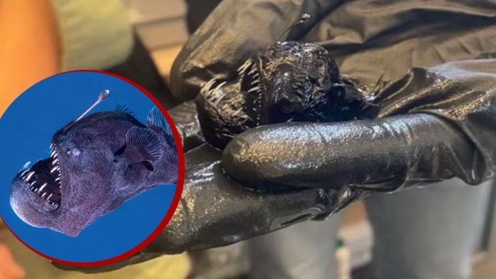 Muere el pez diablo negro visto en Canarias: “Solo duró vivo unas horas”