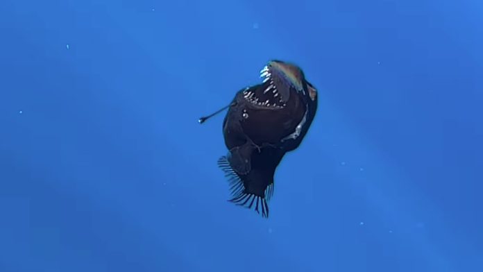 ¿Cuánto mide realmente el pez diablo?