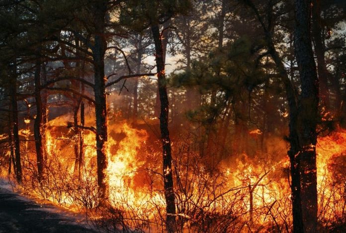 Emergencia en dos estados EEUU por fuego forestal