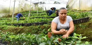 Las mujeres que siembran café en busca de un desarrollo sostenible