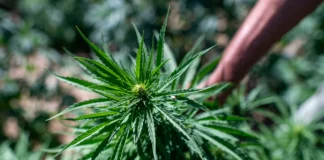 Consumir cannabis en la adolescencia duplica el riesgo de trastornos psicóticos y bipolares