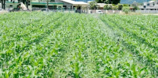 Precios agropecuarios: una década de presión acumulada