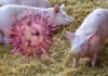 Agricultura afirma mantiene controlados focos de peste porcina