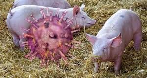 Agricultura afirma mantiene controlados focos de peste porcina