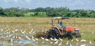 Sidiagro: la plataforma que digitaliza el sistema agropecuario