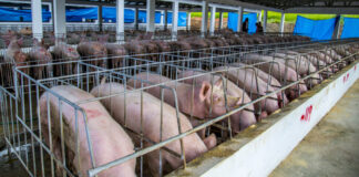 Experto advierte que estrategia contra fiebre porcina podría fracasar por falta de bioseguridad, “El efecto PRM” provocó su reaparición en el 2021