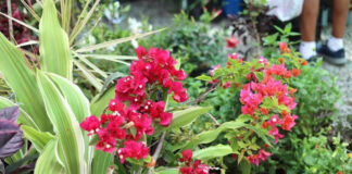 Jarabacoa inicia este jueves el Festival de las Flores 2026, que también tiene música y reinas