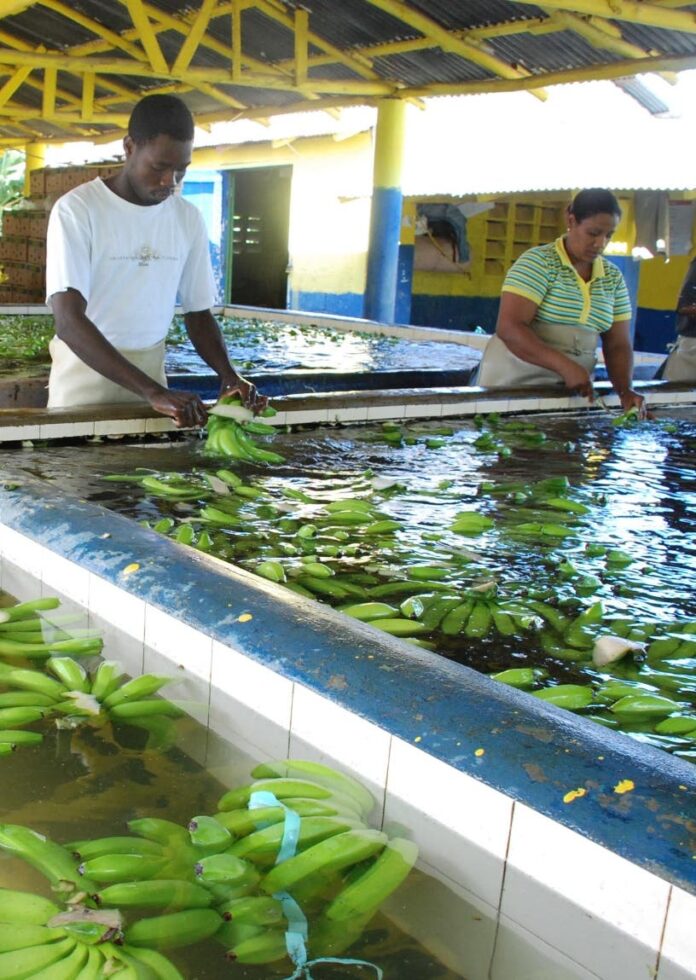 Bananeros piden Abinader le compre barcazas por US$40 MM