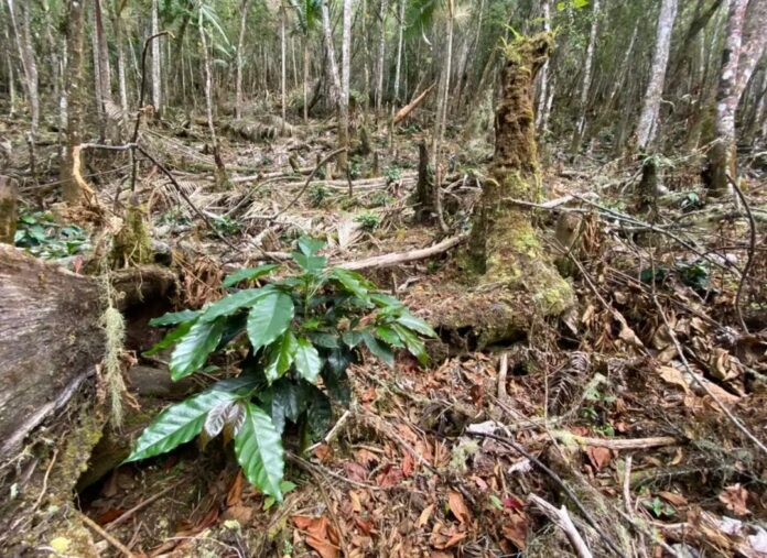 Someten a ex alcalde Barahona por desmonte árboles 600 tareas en área protegida