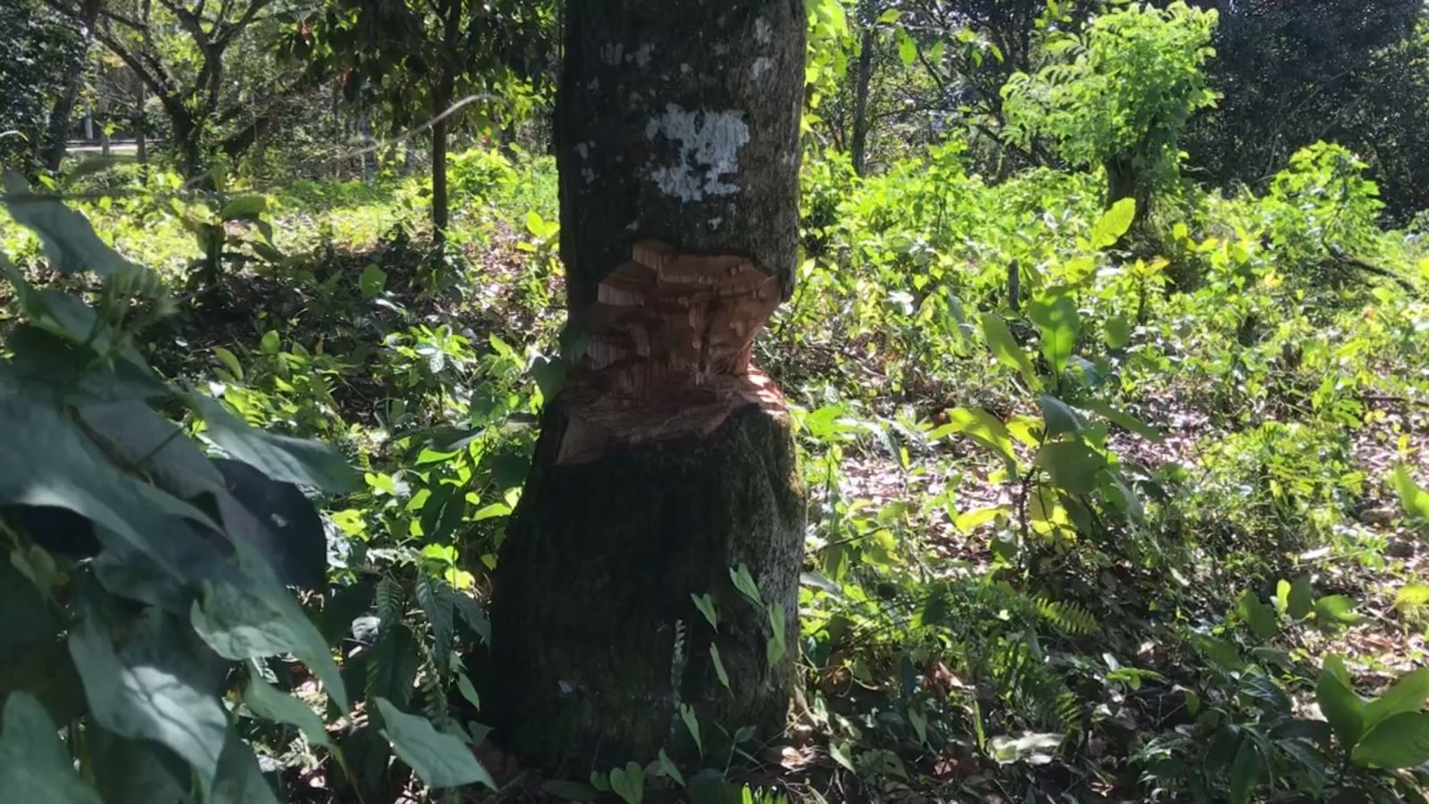 1641413556 864 Desaprensivos destruyen zona verde en Sabana Grande de Boya