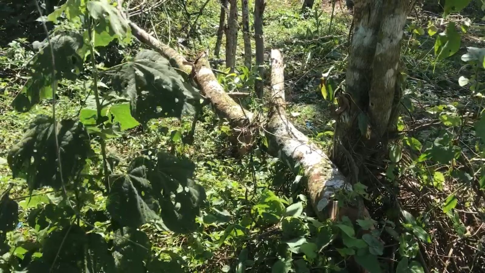 1641413556 939 Desaprensivos destruyen zona verde en Sabana Grande de Boya