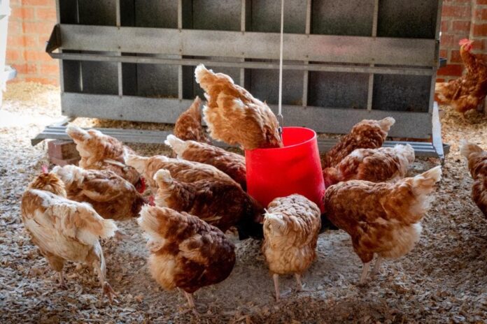 Lo que está haciendo DIGEGA para evitar llegue gripe aviar