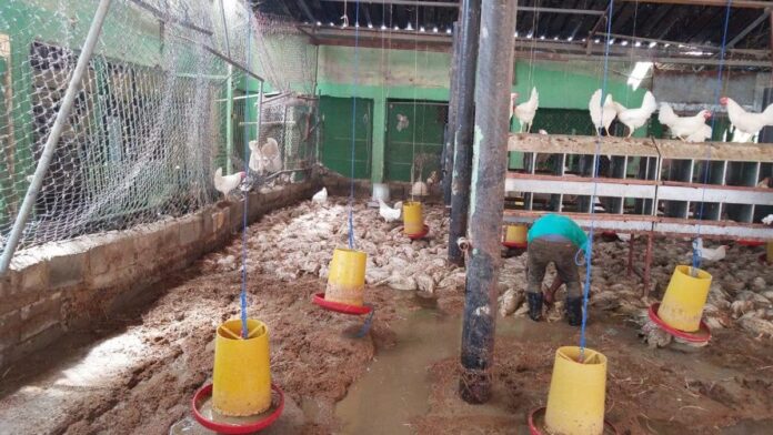 Aguaceros inundan viviendas y ahogan más de 3 mil pollos en Santiago