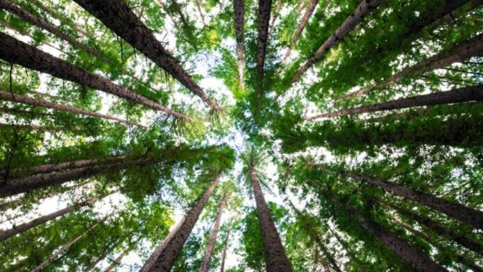 Aplicación web permite contar árboles que se plantan