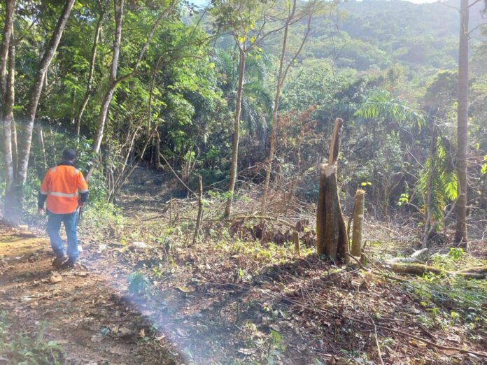 Dictan medida de coerción contra un hombre señalado de talar árboles en Maimón