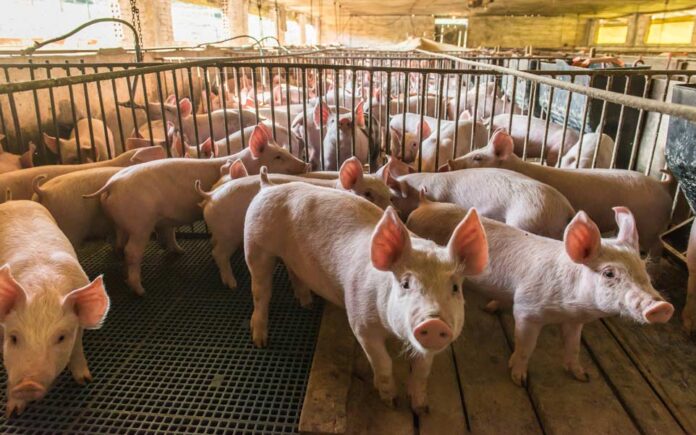 Científicos chinos crean proceso de clonación de cerdos 100 % robotizado  